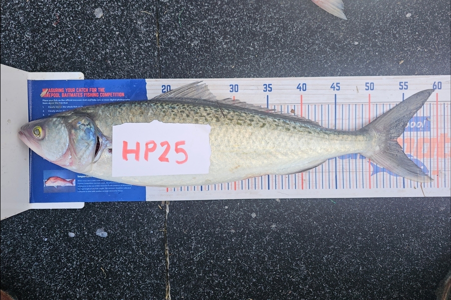 Fletcher Johnson caught this 54.0cm Kahawai at Hawkes Bay during The Hirepool Baitmates Fishing Comp