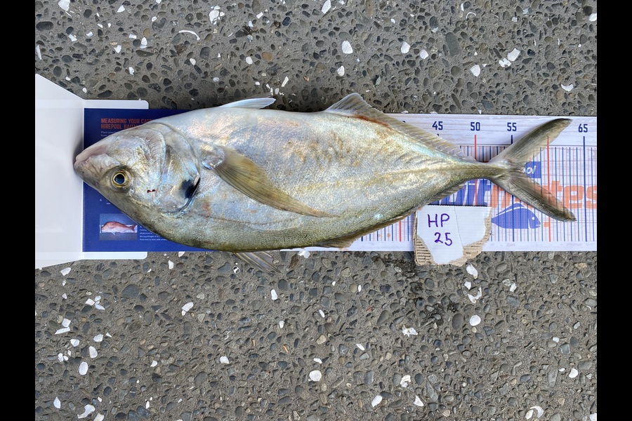 Ken Vinson caught this 56.5cm Trevally at Northland during The Hirepool Baitmates Fishing Comp