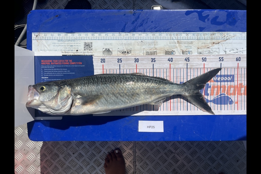 Troy Packer caught this 48.5cm Kahawai at Northland during The Hirepool Baitmates Fishing Comp