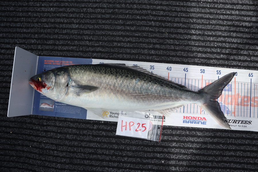 Mark Cotton caught this 54.0cm Kahawai at Nelson/Marlborough during The Hirepool Baitmates Fishing Comp