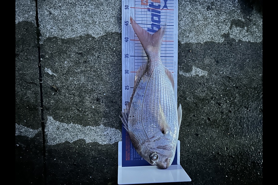 Andrew Mcarthur caught this 41.5cm Snapper at Wellington during The Hirepool Baitmates Fishing Comp