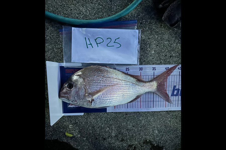 Mallory Cowin caught this 39.5cm Snapper at Wellington during The Hirepool Baitmates Fishing Comp