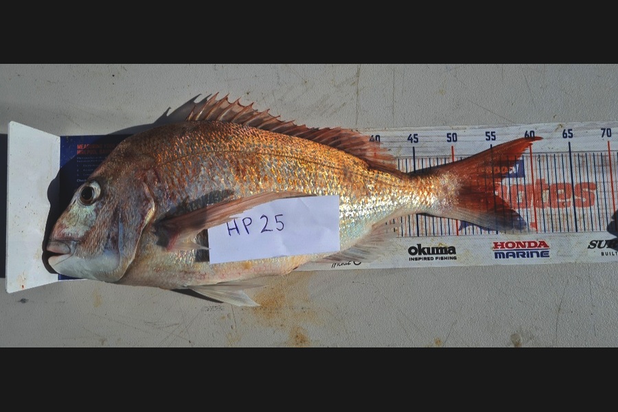 Zachary McCallum caught this 54.5cm Snapper at Manawatu during The Hirepool Baitmates Fishing Comp