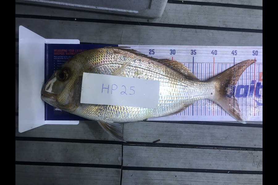 Stephanus Greyling caught this 45.0cm Snapper at Bay of Plenty during The Hirepool Baitmates Fishing Comp