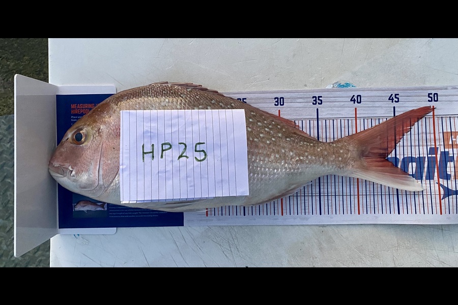 Craig  Poll caught this 43.5cm Snapper at Wellington during The Hirepool Baitmates Fishing Comp