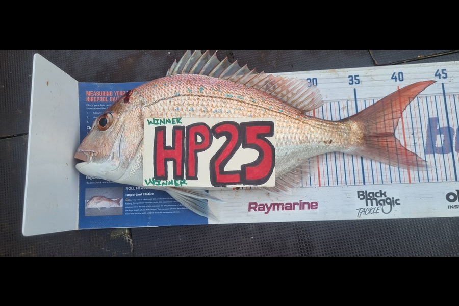 Greg Russell caught this 38.5cm Snapper at Waikato during The Hirepool Baitmates Fishing Comp