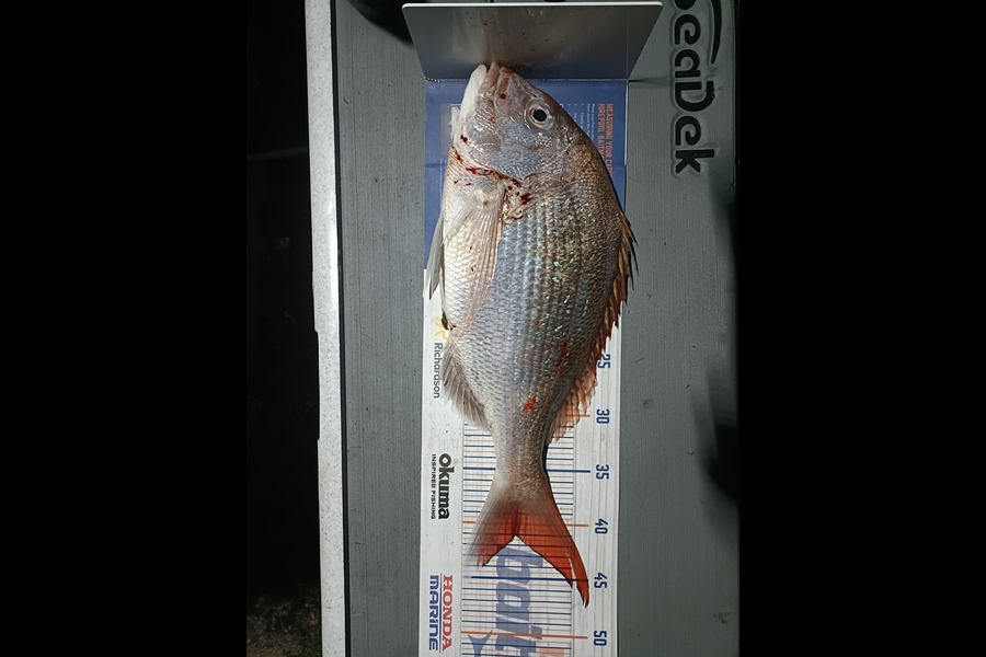 Nathan Lynn Watts caught this 41.0cm Snapper at Wellington during The Hirepool Baitmates Fishing Comp