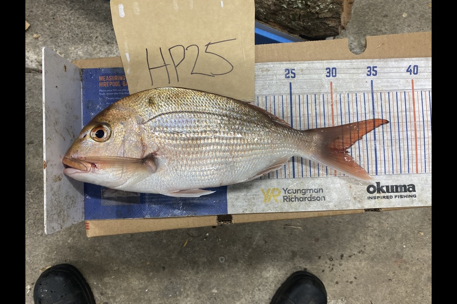 Chris Irving caught this 31.0cm Snapper at Auckland during The Hirepool Baitmates Fishing Comp