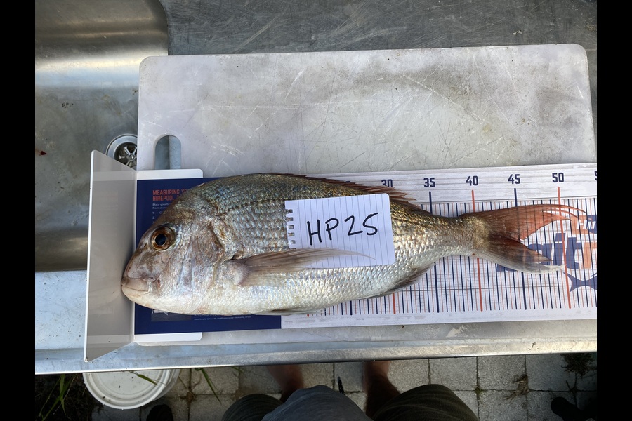 Mark Ray caught this 44.5cm Snapper at Bay of Plenty during The Hirepool Baitmates Fishing Comp