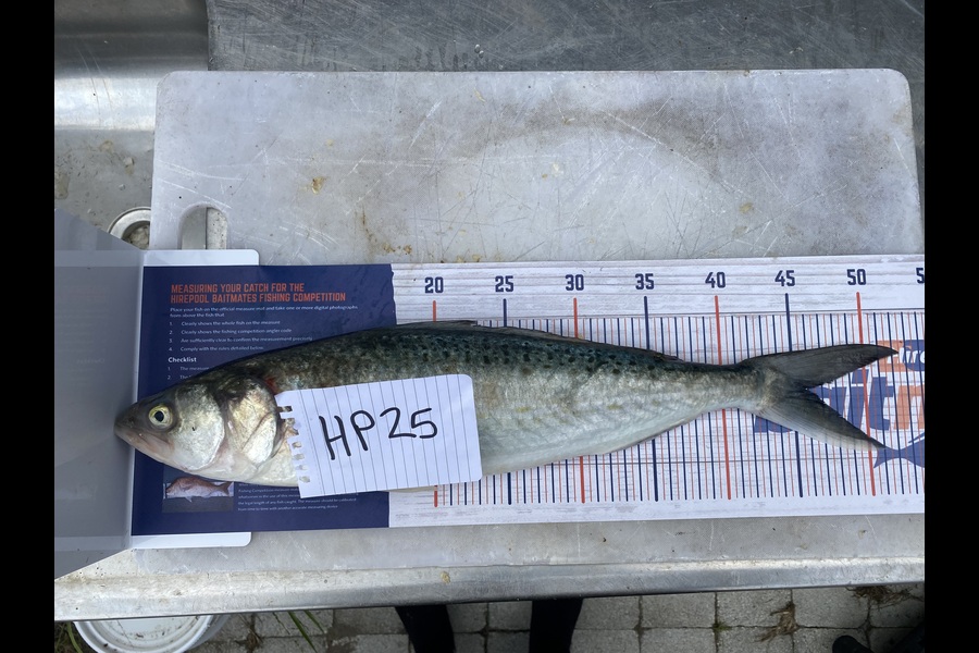 Mark Ray caught this 45.5cm Kahawai at Bay of Plenty during The Hirepool Baitmates Fishing Comp