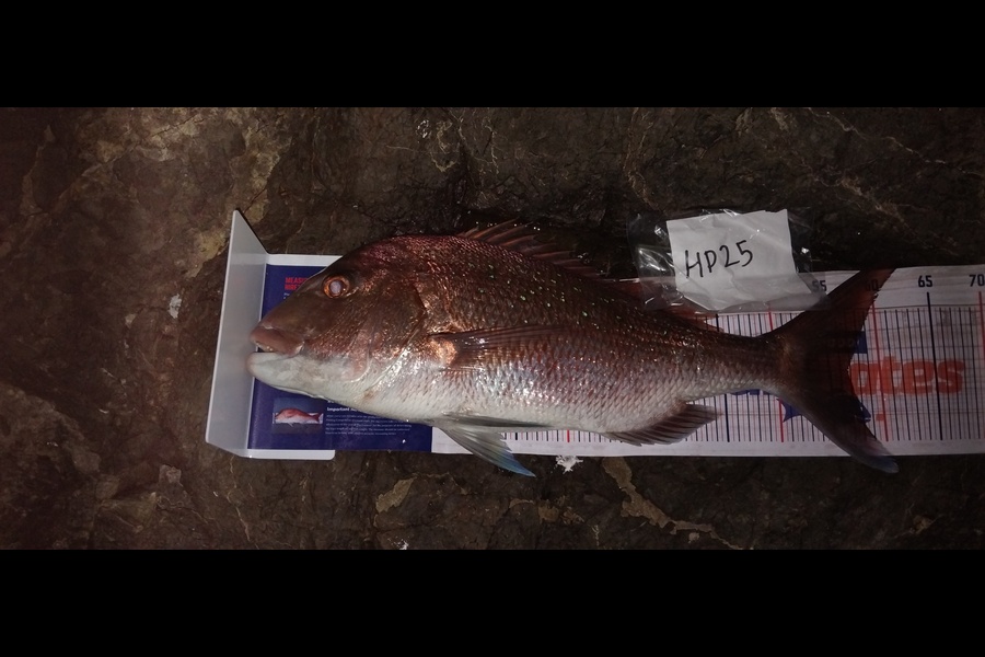 Sean Daniels  caught this 56.5cm Snapper at Northland during The Hirepool Baitmates Fishing Comp
