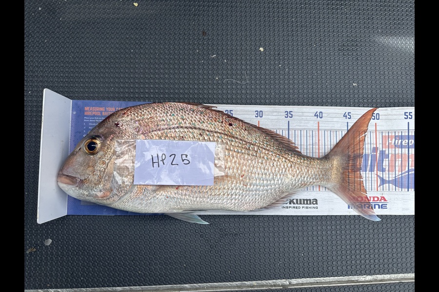 Shaun Kitching caught this 47.0cm Snapper at Northland during The Hirepool Baitmates Fishing Comp