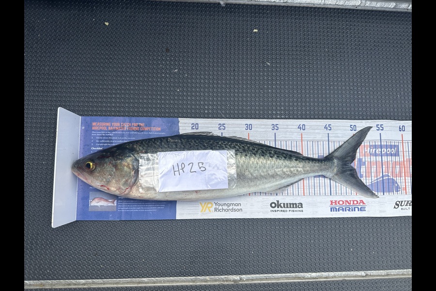 Shaun Kitching caught this 49.0cm Kahawai at Northland during The Hirepool Baitmates Fishing Comp