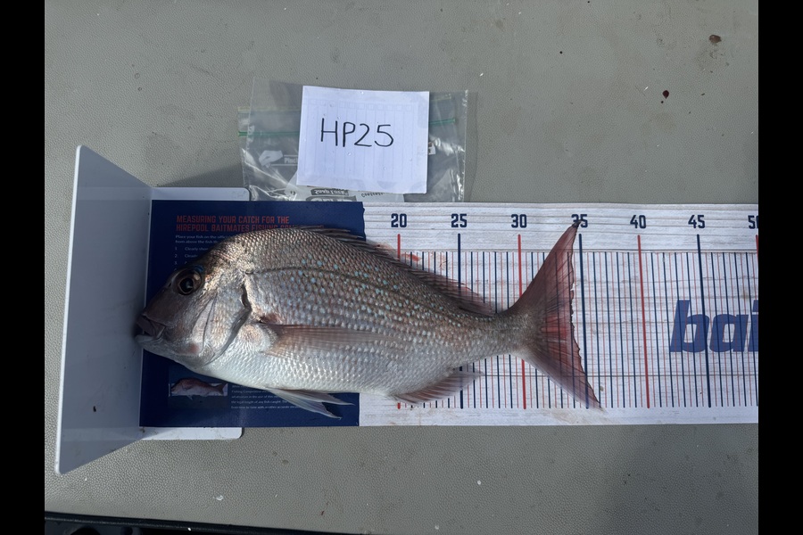 Shaun Russell caught this 34.0cm Snapper at Northland during The Hirepool Baitmates Fishing Comp