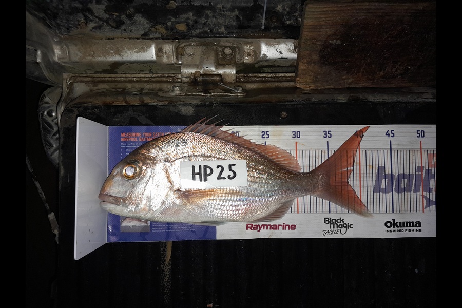 Glenn Morphett caught this 38.0cm Snapper at Northland during The Hirepool Baitmates Fishing Comp