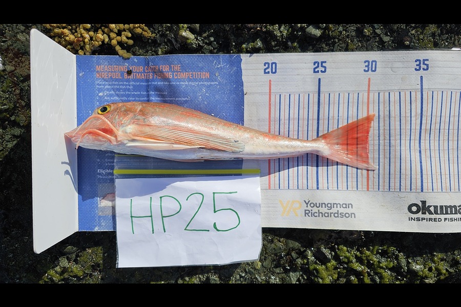 Troy Rae-Royle caught this 30.0cm Gurnard at Auckland during The Hirepool Baitmates Fishing Comp