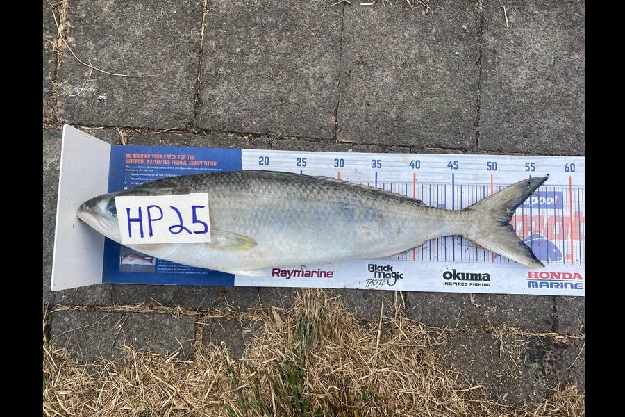 Andrew Russell caught this 52.0cm Kahawai at Manawatu during The Hirepool Baitmates Fishing Comp