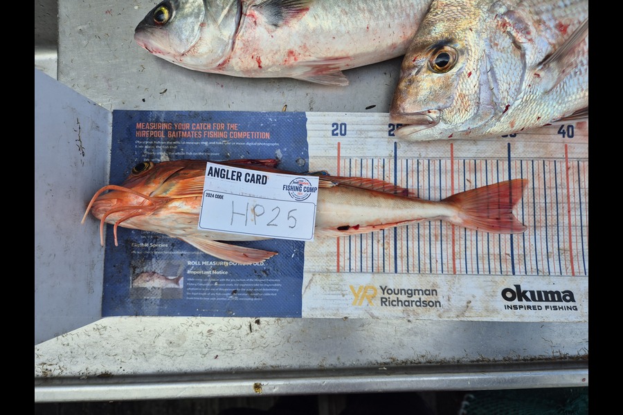 Jordan Boyd caught this 35.0cm Gurnard at Wellington during The Hirepool Baitmates Fishing Comp