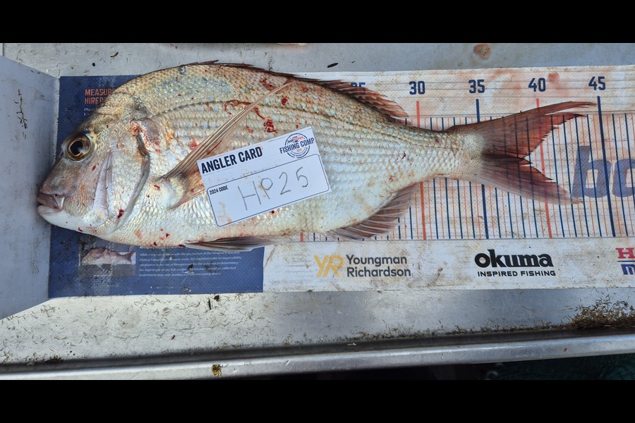 Jordan Boyd caught this 38.5cm Snapper at Wellington during The Hirepool Baitmates Fishing Comp