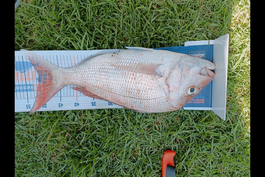 Douglas Hendry caught this 51.0cm Snapper at Coromandel during The Hirepool Baitmates Fishing Comp