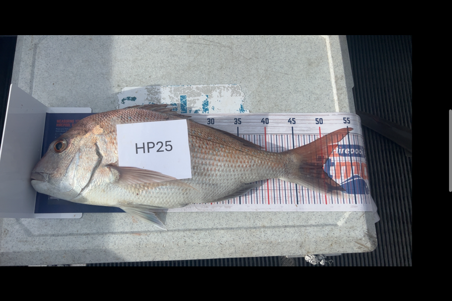 Hayden Trewavas caught this 50.0cm Snapper at Nelson/Marlborough during The Hirepool Baitmates Fishing Comp