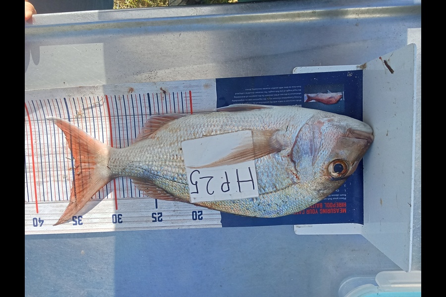 Phill Saunders caught this 34.5cm Snapper at Coromandel during The Hirepool Baitmates Fishing Comp