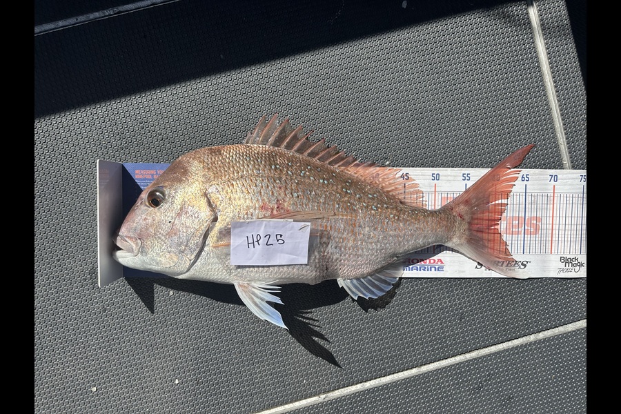 Shaun Kitching caught this 60.5cm Snapper at Northland during The Hirepool Baitmates Fishing Comp