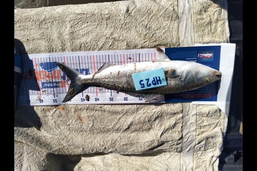 Christian Tewhaiti caught this 48.5cm Kahawai at Hawkes Bay during The Hirepool Baitmates Fishing Comp