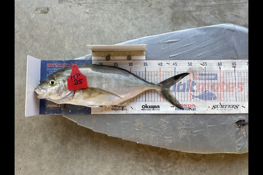 Graeme Duncan caught this 42.5cm Trevally at Bay of Plenty during The Hirepool Baitmates Fishing Comp