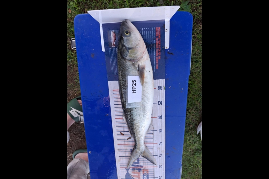 Dion Oleary caught this 44.5cm Kahawai at Coromandel during The Hirepool Baitmates Fishing Comp