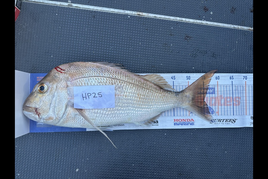 Shaun Kitching caught this 55.0cm Snapper at Northland during The Hirepool Baitmates Fishing Comp