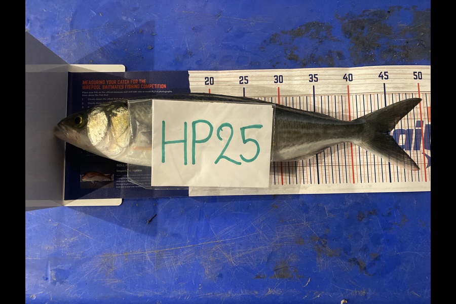 Lyndon Enright caught this 45.0cm Kahawai at Bay of Plenty during The Hirepool Baitmates Fishing Comp
