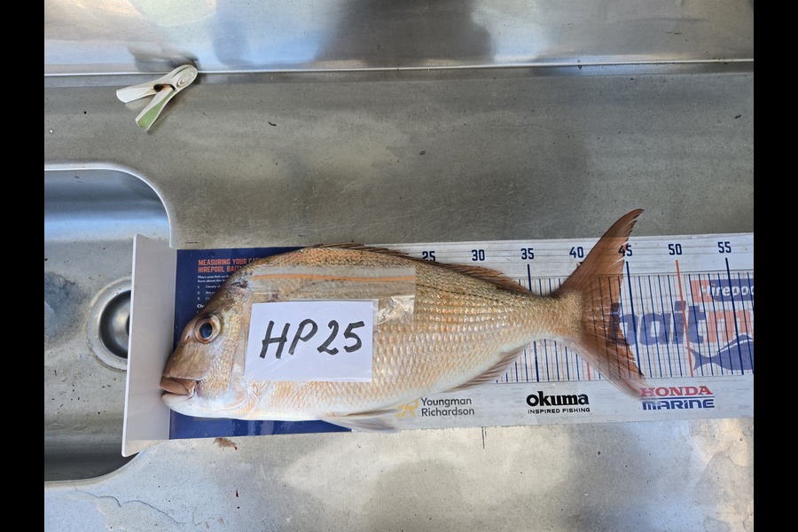 Steve Searancke caught this 43.5cm Snapper at Coromandel during The Hirepool Baitmates Fishing Comp