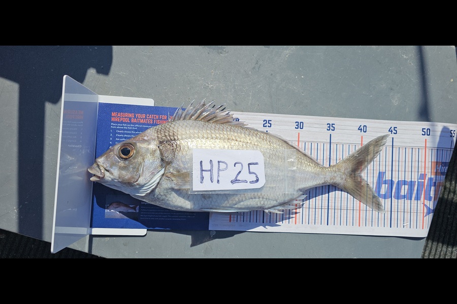 Frank van Vroonhoven caught this 40.0cm Tarakihi at Bay of Plenty during The Hirepool Baitmates Fishing Comp