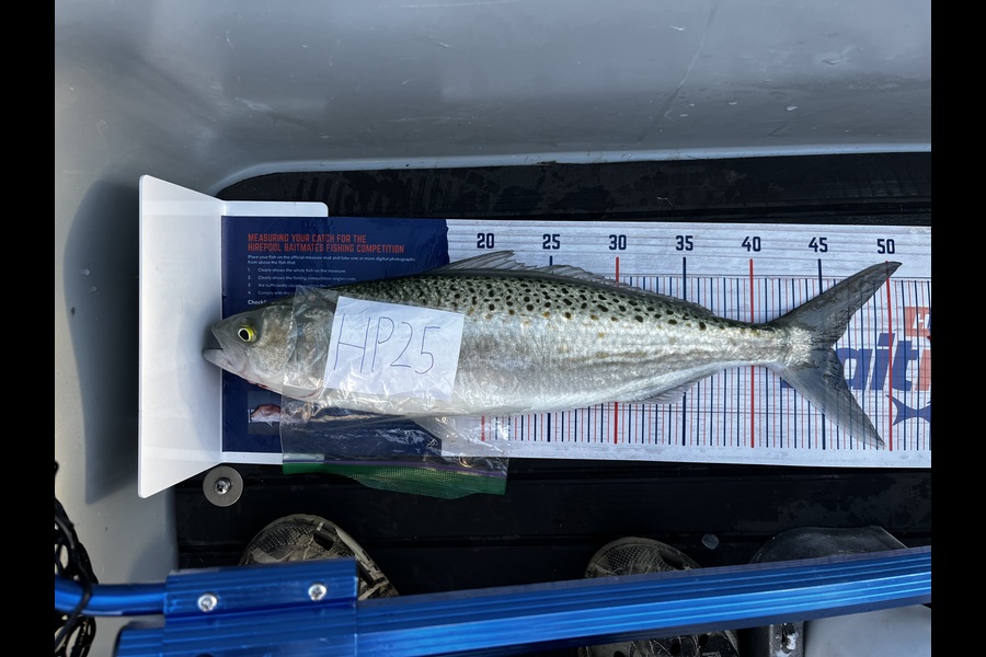 Toby Willett caught this 45.5cm Kahawai at Bay of Plenty during The Hirepool Baitmates Fishing Comp