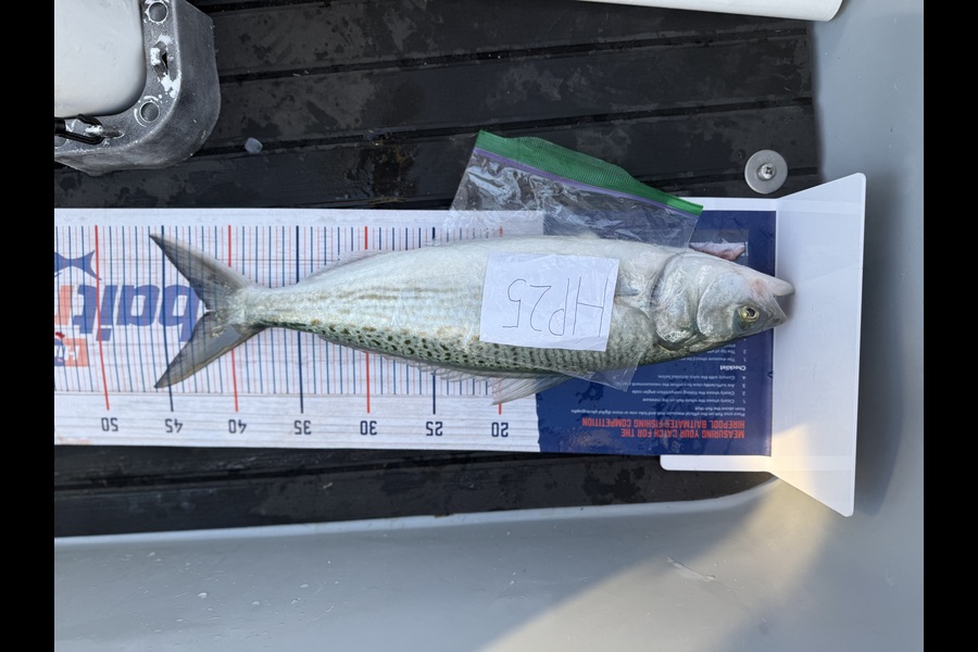 Chris Willett caught this 41.5cm Kahawai at Bay of Plenty during The Hirepool Baitmates Fishing Comp