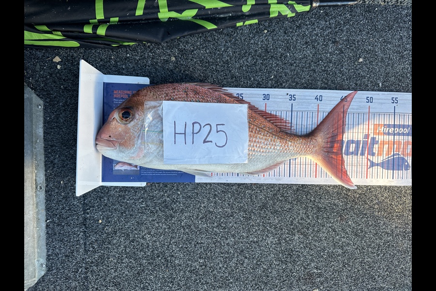 Daniel Armstrong caught this 45.0cm Snapper at Auckland during The Hirepool Baitmates Fishing Comp