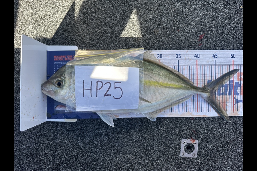 Daniel Armstrong caught this 45.0cm Trevally at Auckland during The Hirepool Baitmates Fishing Comp