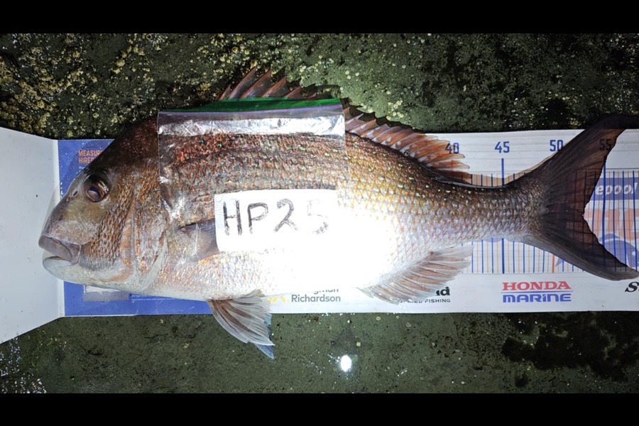 Stephen Nilsson caught this 53.0cm Snapper at Auckland during The Hirepool Baitmates Fishing Comp