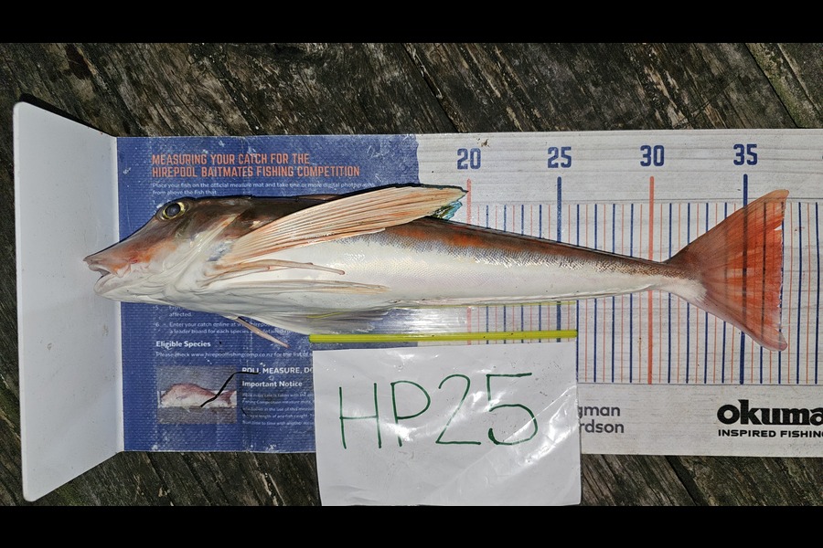 Troy Rae-Royle caught this 37.0cm Gurnard at Auckland during The Hirepool Baitmates Fishing Comp