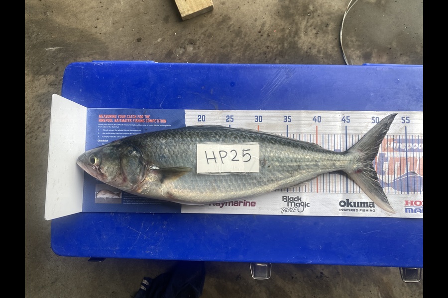 Alana Reid caught this 49.5cm Kahawai at Northland during The Hirepool Baitmates Fishing Comp