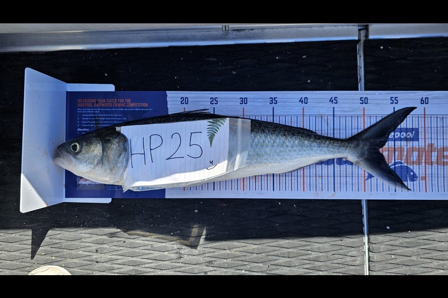 Alex Priamonosov caught this 52cm Kahawai at Auckland during The Hirepool Baitmates Fishing Comp