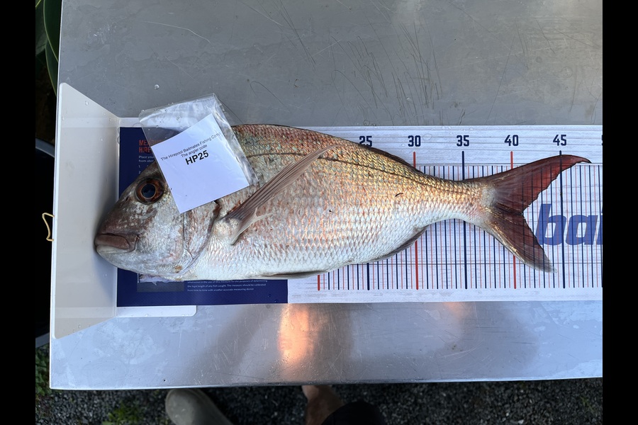 Ash Rawson caught this 40.5cm Snapper at Bay of Plenty during The Hirepool Baitmates Fishing Comp