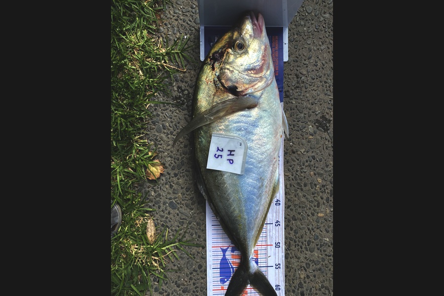Ken Vinson caught this 59.0cm Trevally at Northland during The Hirepool Baitmates Fishing Comp