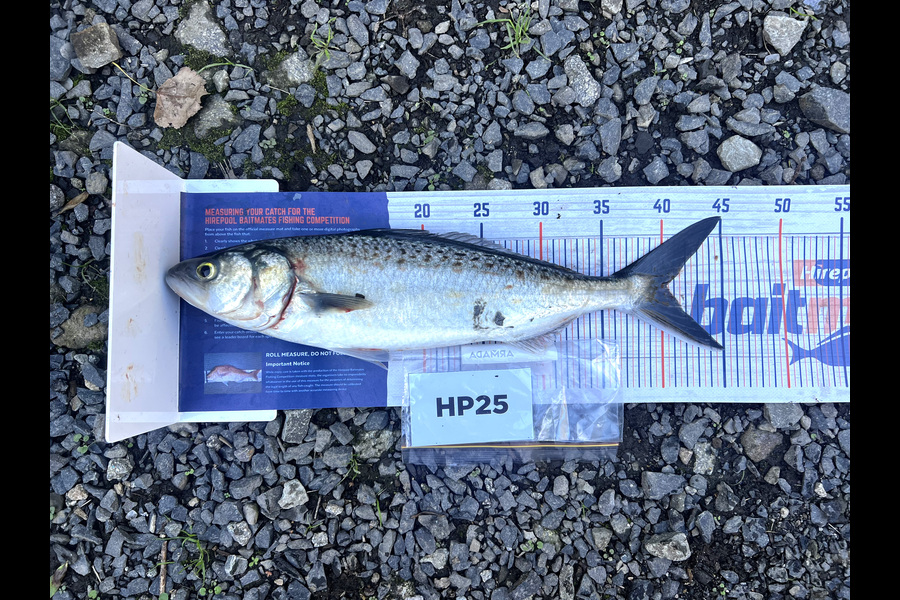 Karl Patterson caught this 40cm Kahawai at Bay of Plenty during The Hirepool Baitmates Fishing Comp