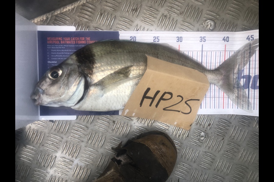 Dave Dennison caught this 42.5cm Tarakihi at Taranaki during The Hirepool Baitmates Fishing Comp