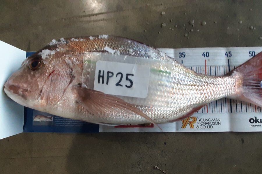 Craig Allan caught this 51.5cm Snapper at Bay of Plenty during The Hirepool Baitmates Fishing Comp