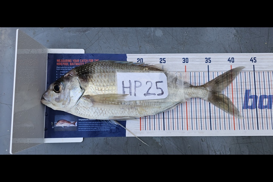 Frank van Vroonhoven caught this 37.5cm Tarakihi at Bay of Plenty during The Hirepool Baitmates Fishing Comp