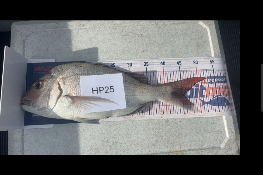 Hayden Trewavas caught this 45.0cm Snapper at Nelson/Marlborough during The Hirepool Baitmates Fishing Comp