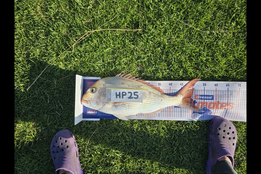 Lewis Griffiths caught this 49.5cm Snapper at Coromandel during The Hirepool Baitmates Fishing Comp